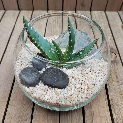 Diy succulent glass - glass, globe