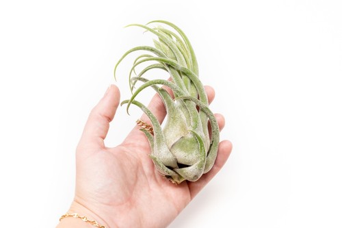 Large tillandsia seleriana - tillandsia, air